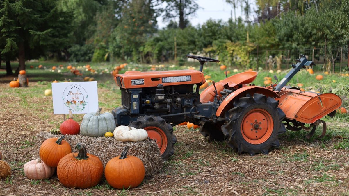 Pumpkin Patch at Riverside Farms