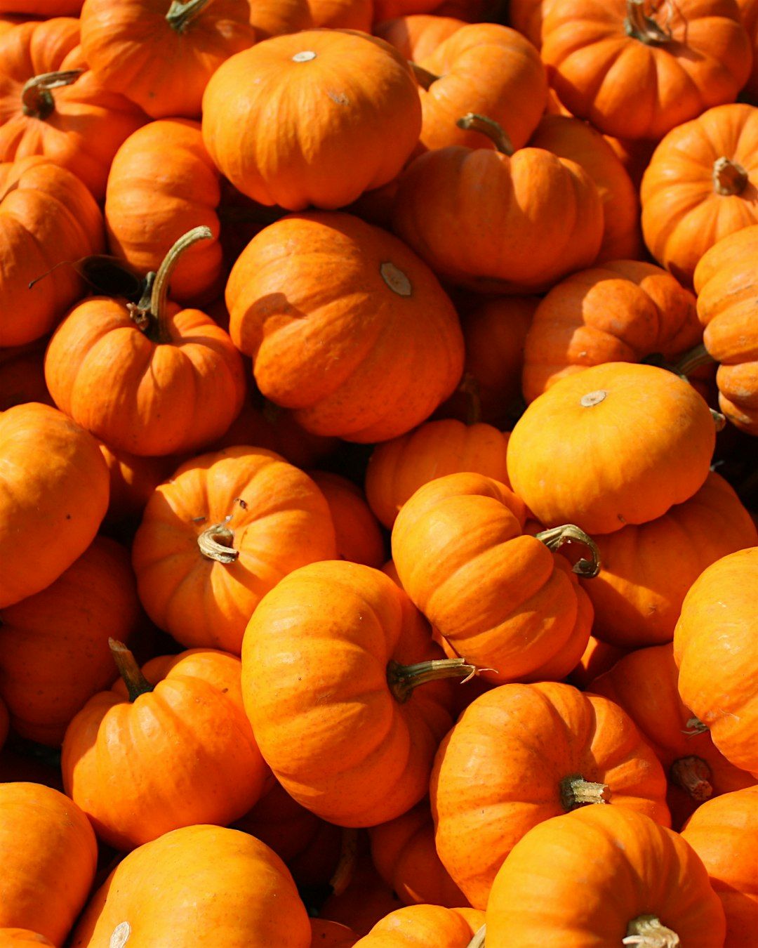 2025 Pumpkin Patch