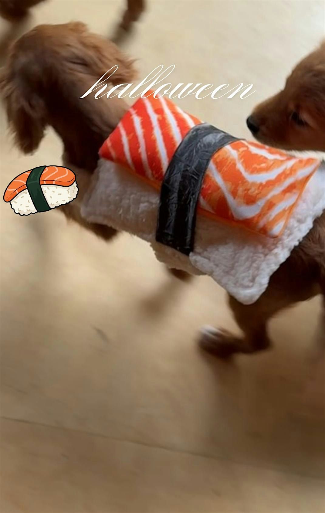 HALLOWEEN THEMED PUPPY YOGA