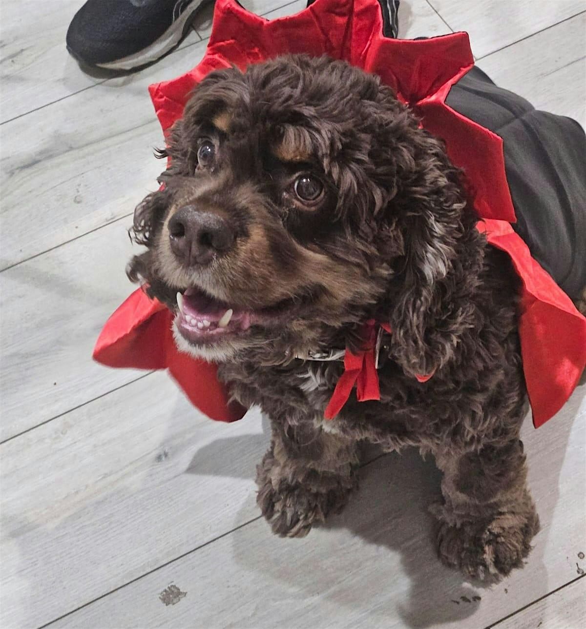 Paws & Peeps Social Hour in Reservoir Hill | Halloween Edition
