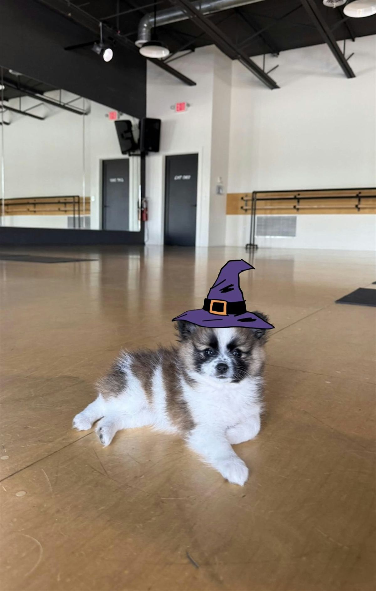 HALLOWEEN THEMED PUPPY YOGA