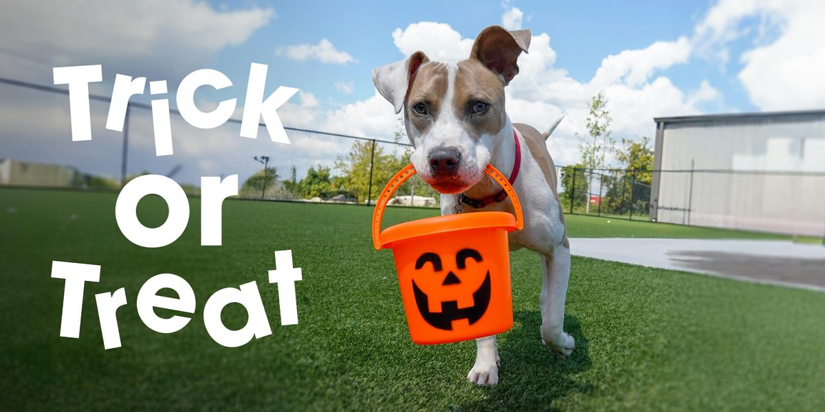 Trick-or-Treat at Atlanta Humane Society