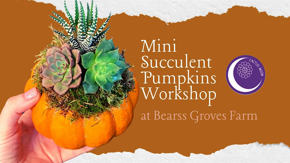 'Lil Succulent Pumpkins Workshop at Bearss Groves