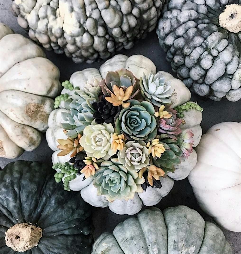 Succulent Pumpkin Arrangement