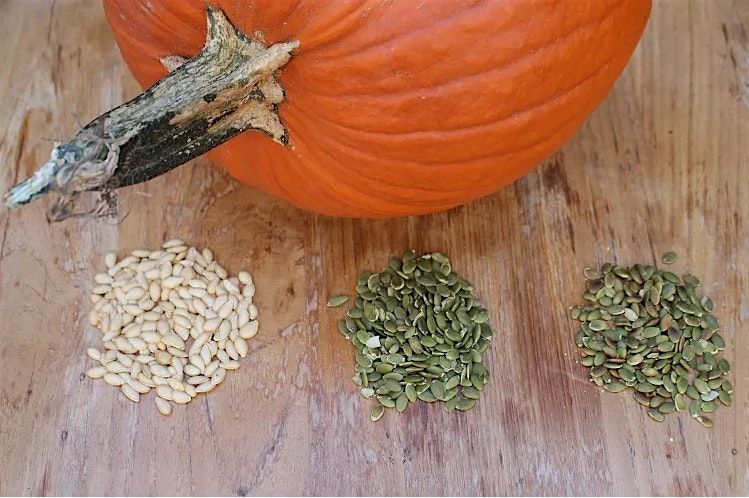 Family Fun: Paint your Own Pumpkin (1 parent + 1 child) Marketplace Edition