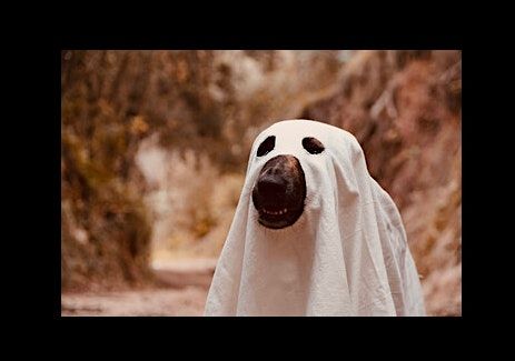Howl-O-Ween Luminaria Dog Walk 2025