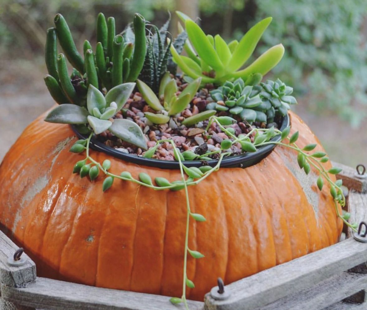 Annual Pumpkin Planter Workshop