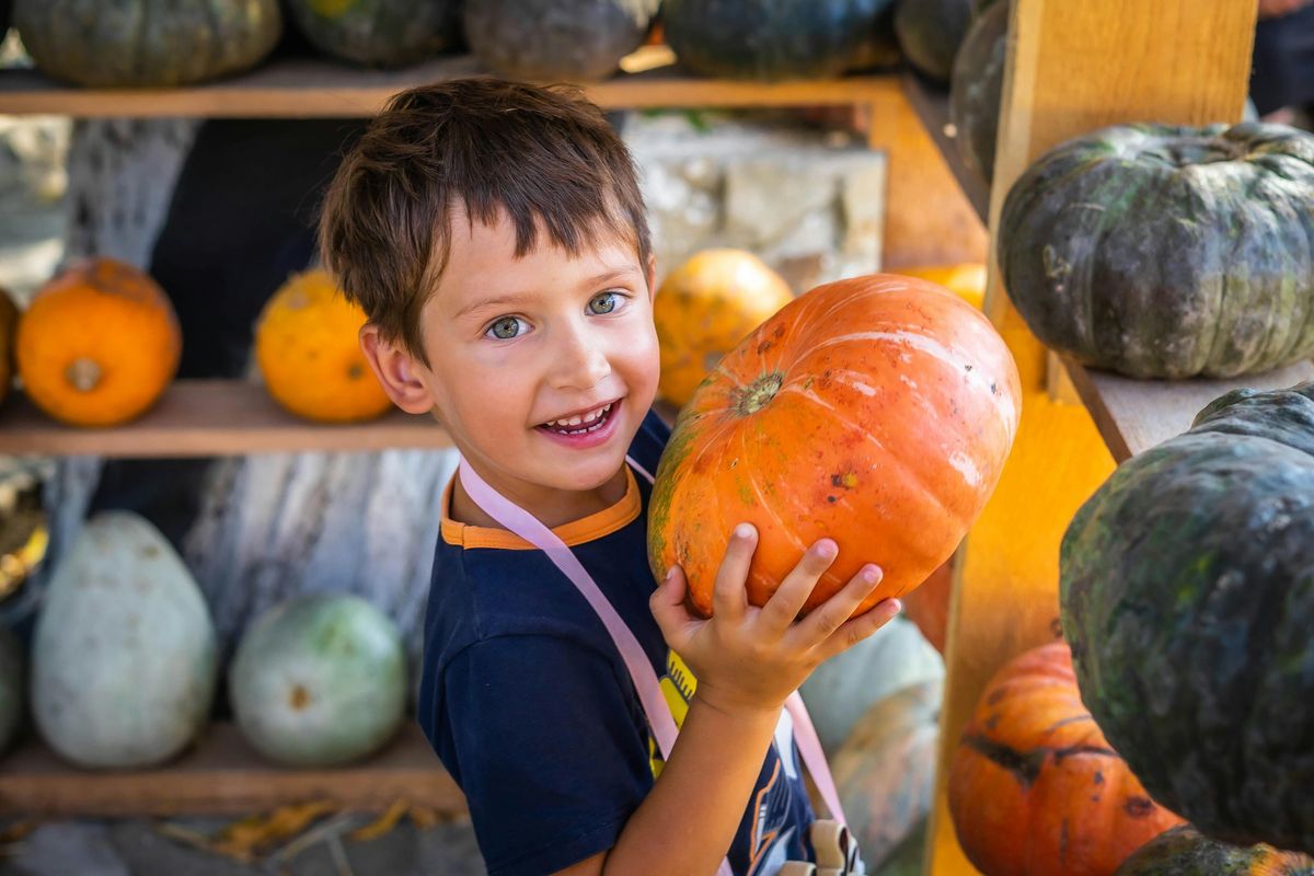 Wild Families! Pumpkins