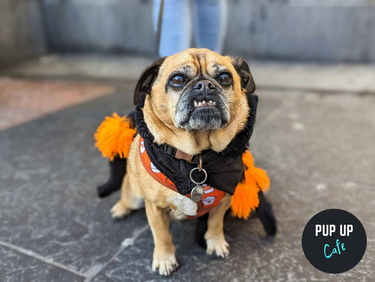 Halloween All Paws Pup Up Cafe - London \ud83c\udf83