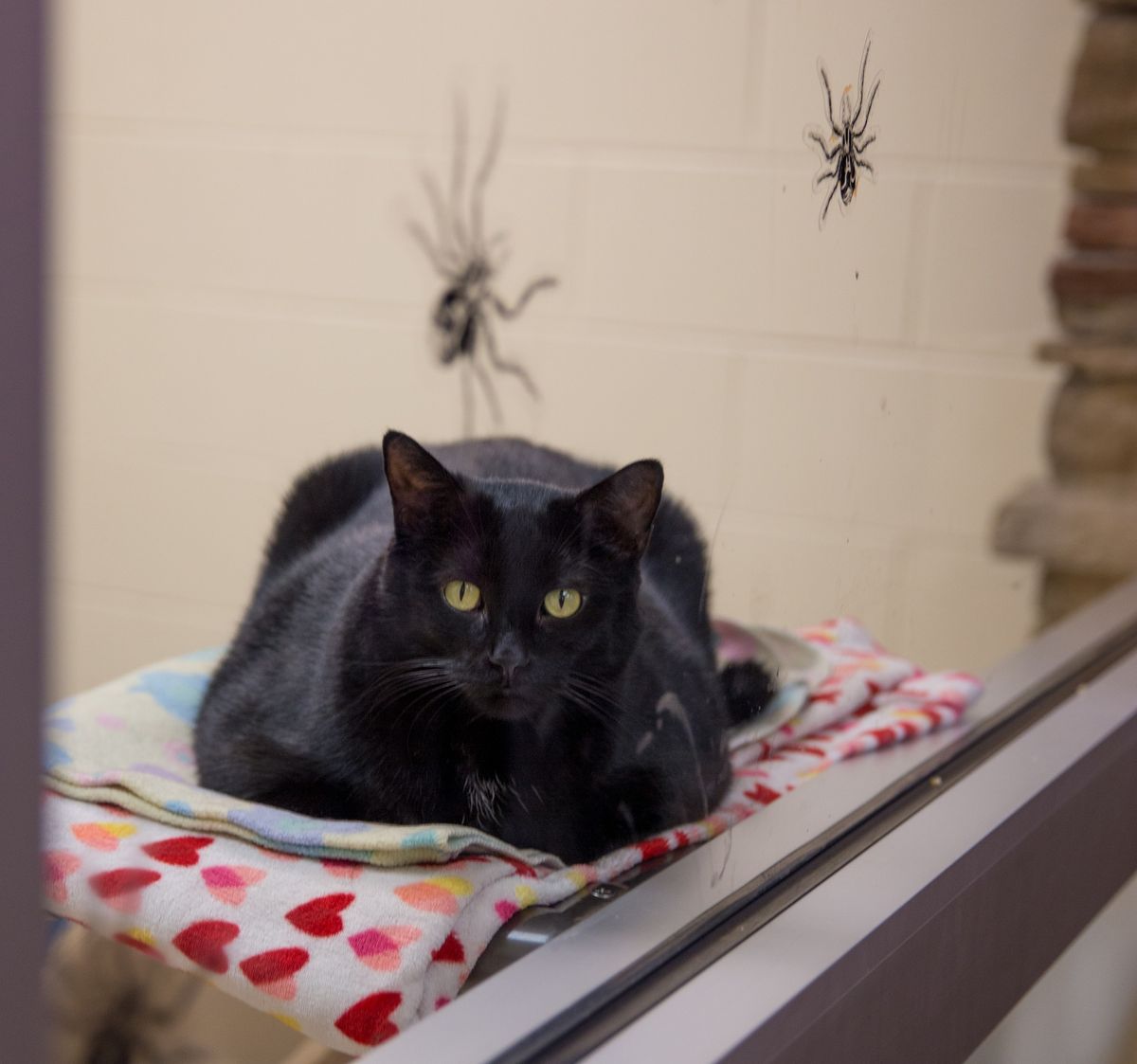 The Great Cardboard Challenge: Haunted Cat Houses