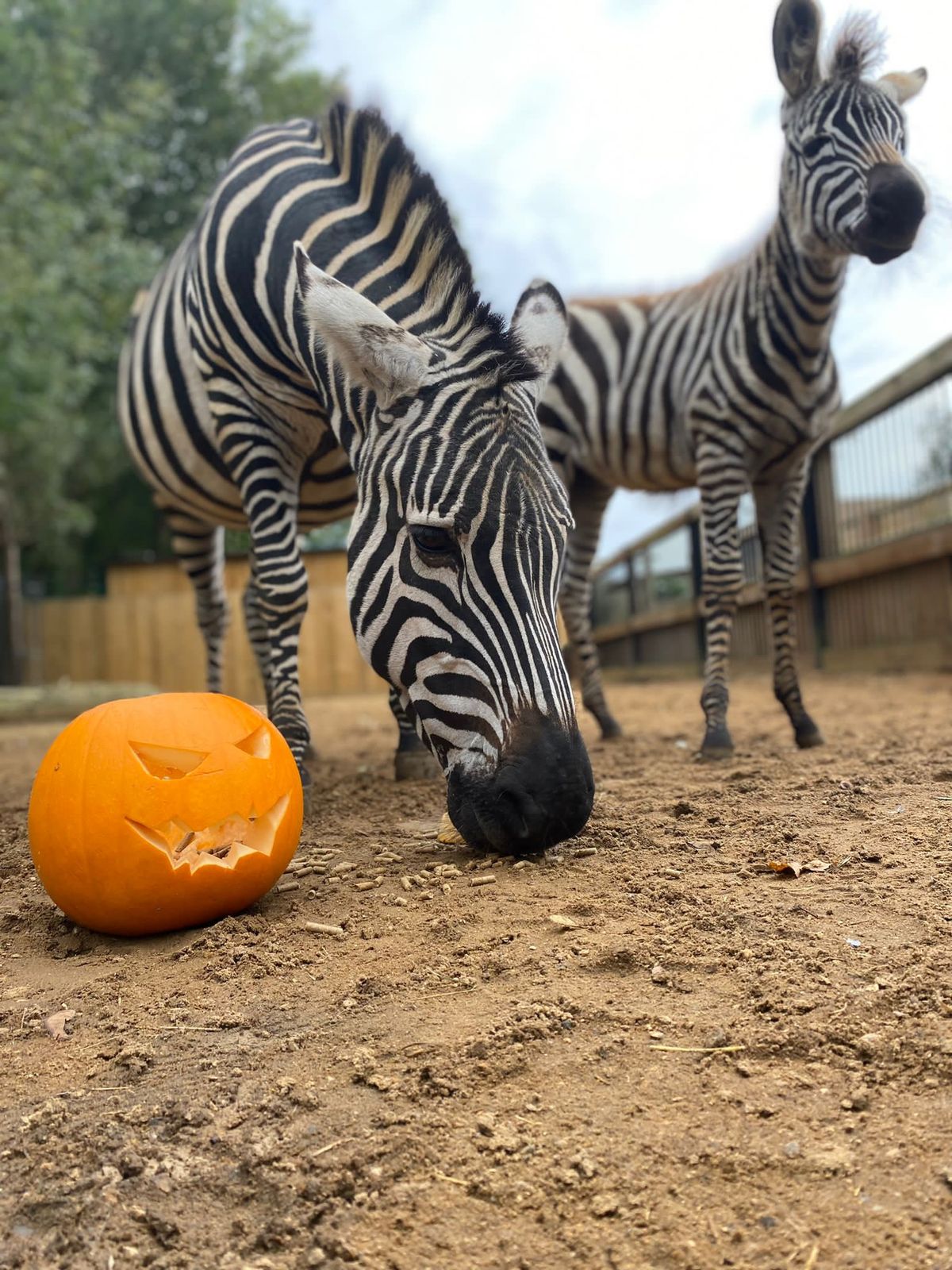 Cassiobury Farm & Fishery Halloween Open Day And Trick Or Treat Hunt