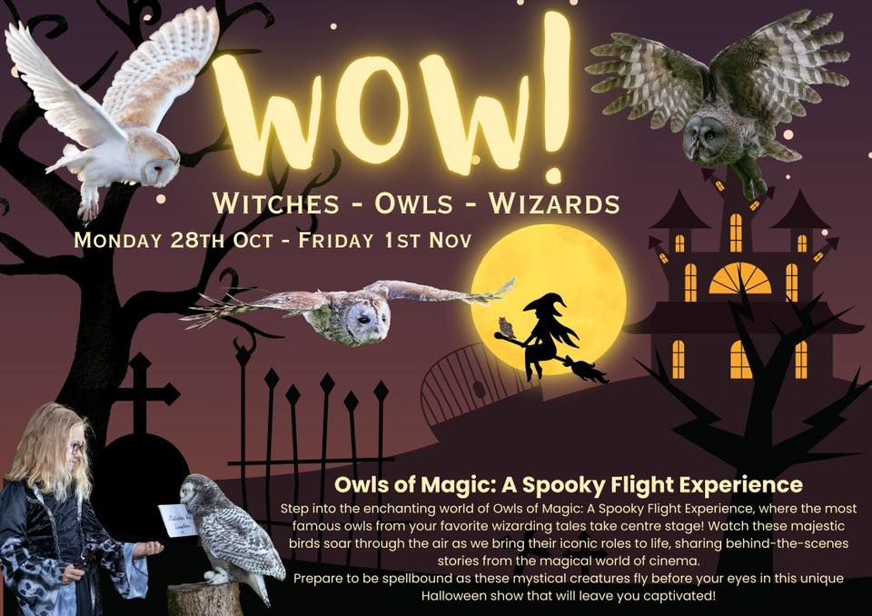 WOW! Witches-Owls-Wizards