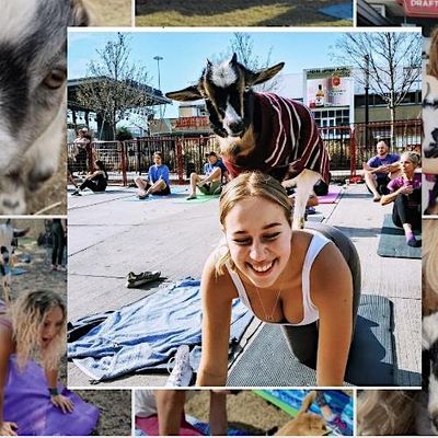 Goat Yoga Dallas