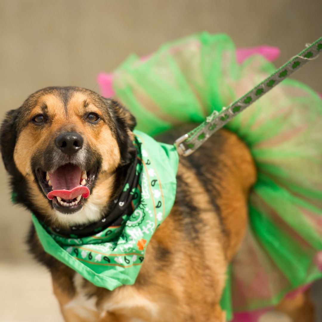 Bark-o-ween @ Dogs of Tucson